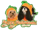 Halloween Dogs