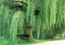Weeping Willow