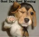 Puppy  good day good morning