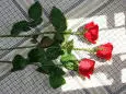 rose/andy warhol