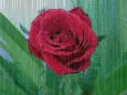 rose in thunderstorm
