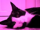 Pink kitty