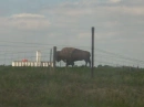 BUFFALO EATING BUILDING