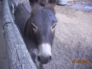 Donkey