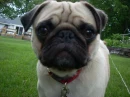 Pug