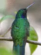 bird mix
