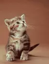 evil cat
