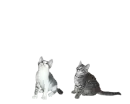 kitty dance