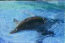 dolphin