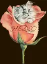 Kitten in Flower