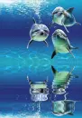 dolphin animated