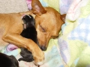 Chihuahuas(TOO CUTE)