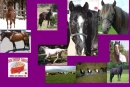 horses