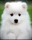 Cute puppy