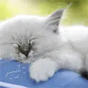Sleepy kitty