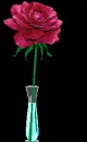 rose 