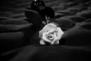 rose dark
