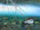 Landscape Background