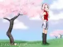 sakura