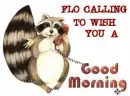 RACOON ON PHONE