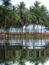 water and palm trees