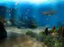 underwater