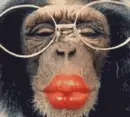flirting monkey