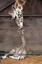 Awww