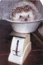 Awww