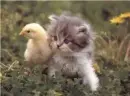 Awww