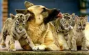 awww