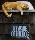 beware of dog