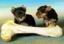 Puppies
