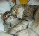awww
