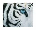 white tiger