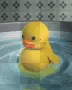 ducky