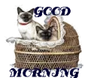 TWO CATS IN BASSINET