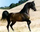 Arabian Horse