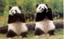 pandas