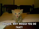 kitten