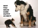 cat and dog