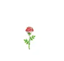 red rose