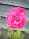 Wet Rose