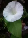 White Flower