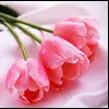 pink tulips