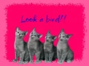 cats looking up