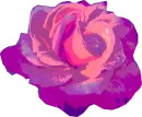 multicolour rose