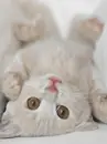 chat