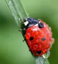 ladybug