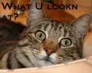 Cat in the sink
